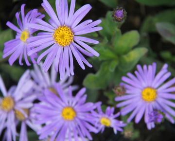 Aster amellus 'King Georges'