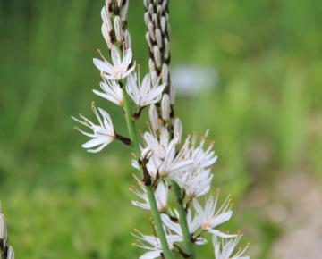 Asphodelus albus