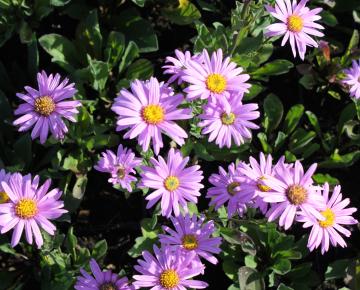 Aster amellus 'Rosa Erfüllung' ('Pink Zenith')