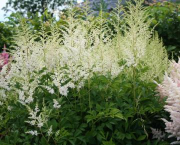 Astilbe arendsii 'Snowdrift'