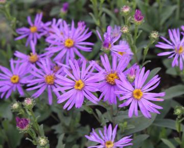 Aster amellus 'Sonora'