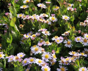 Aster ageratoides 'Stardust'