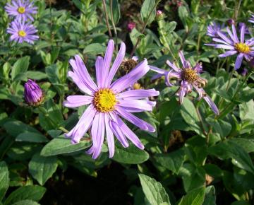 Aster amellus 'Veilchenkönigin'