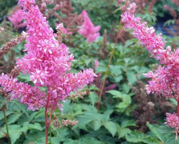 Astilbe arendsii 'Venus'