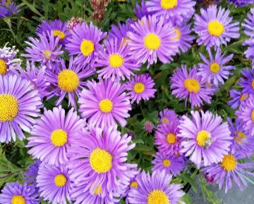 Aster alpinus 'Violet'