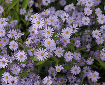Aster cordifolius 'Blue Heaven'