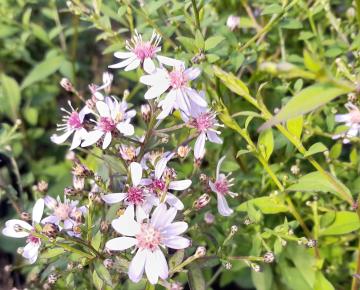 Aster cordifolius 'Blütenregen'