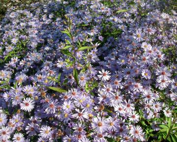 Aster cordifolius 'Little Carlow'