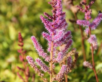 Astilbe chinensis 'Pumila'