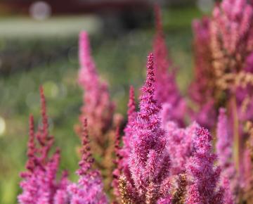 Astilbe chinensis 'Purpurlanze'