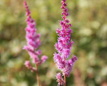 Astilbe chinensis 'Purpurkerze'