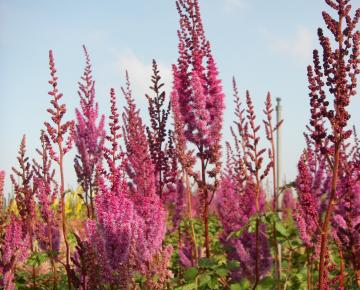 Astilbe chinensis 'Superba'