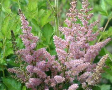 Astilbe chinensis 'Vision in Pink' ®
