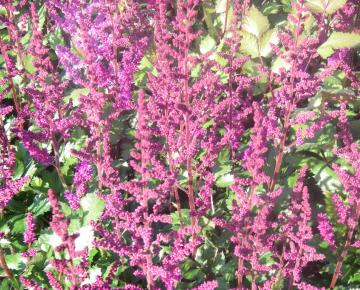 Astilbe chinensis 'Vision in Red' ®