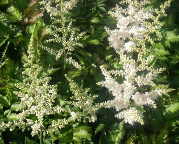 Astilbe chinensis 'Vision in White' ®