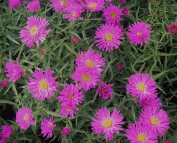Aster dumosus 'Alice Haslam'