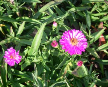 Aster dumosus 'Anneke'