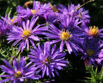 Aster dumosus 'Augenweide'