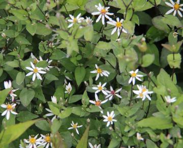 Aster divaricatus 'Beth Chatto'