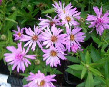 Aster dumosus 'Herbstgruss von Bresserhof'