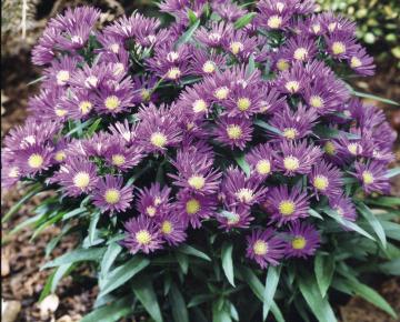 Aster dumosus 'Island Samoa'