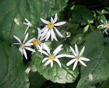 Aster divaricatus
