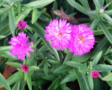 Aster dumosus 'Jenny'