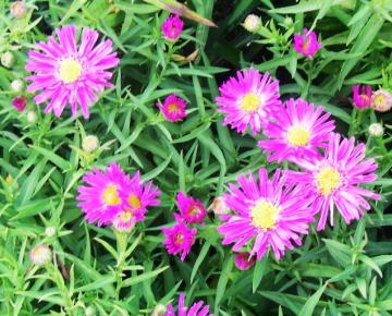Aster dumosus 'Kassel'