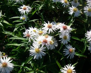 Aster dumosus 'Kristina'