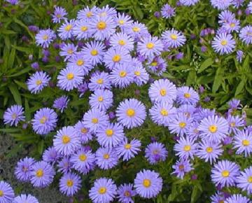 Aster dumosus 'Lady in Blue'
