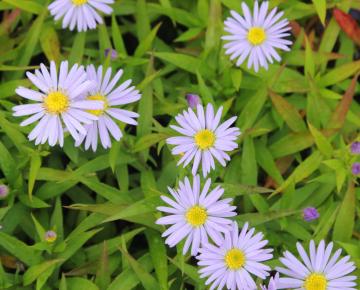 Aster dumosus 'Mittelmeer'