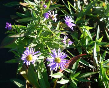 Aster dumosus 'Anton Kippenberg'
