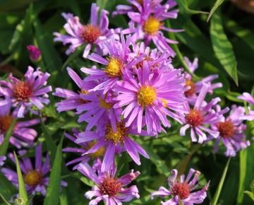 Aster dumosus 'Peter Harrison'