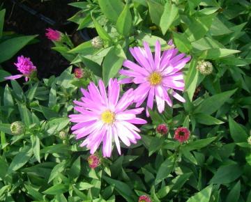 Aster dumosus 'Rosenwichtel'