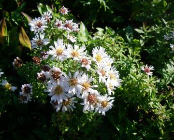 Aster dumosus 'Schneekissen'