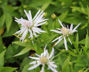 Aster dumosus 'Silberteppich'