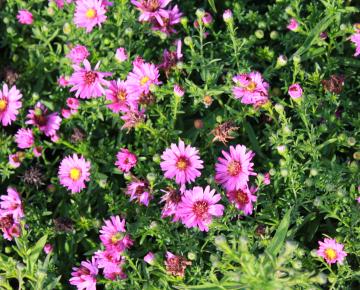 Aster dumosus 'Starlight'