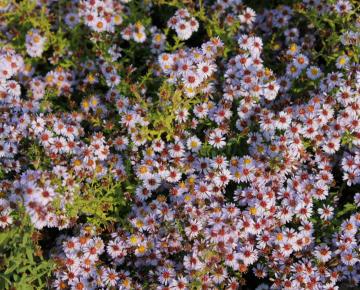 Aster ericoides 'Blue Star'