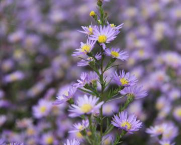 Aster ericoides 'Blue Wonder'