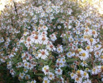 Aster ericoides 'Erlkönig'