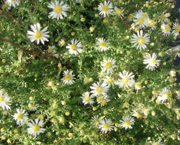 Aster ericoides 'Golden Spray'