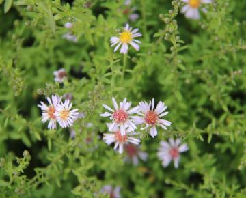 Aster ericoides 'Lovely'