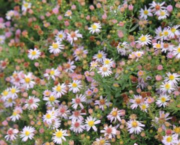 Aster ericoides 'Pink Cloud'