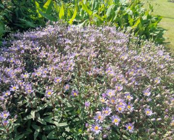 Aster 'Eleven Purple' PBR