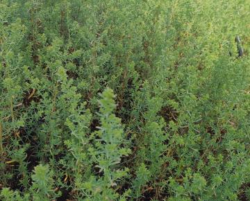 Aster ericoides 'Schneetanner'