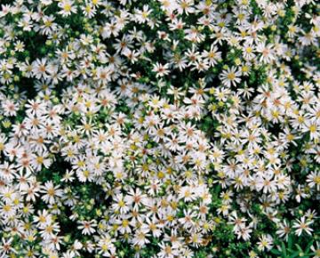 Aster ericoides 'Snowflurry' ('Prostate Form')