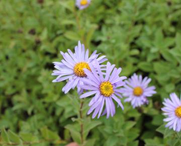 Aster frikartii (x) 'Wünder von Stafa'