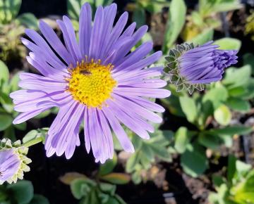 Aster hybride 'Blue Autumn'