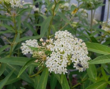 Asclepias incarnata 'Ice Ballet'