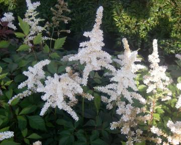 Astilbe japonica 'Deutschland'